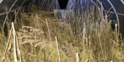 U velikoj policijskoj akciji  u mestu Gornja Badanja, opština Loznica, uhapšen je J.M. (61) kod koga je pronađeno oko 200 kilograma marihuane.