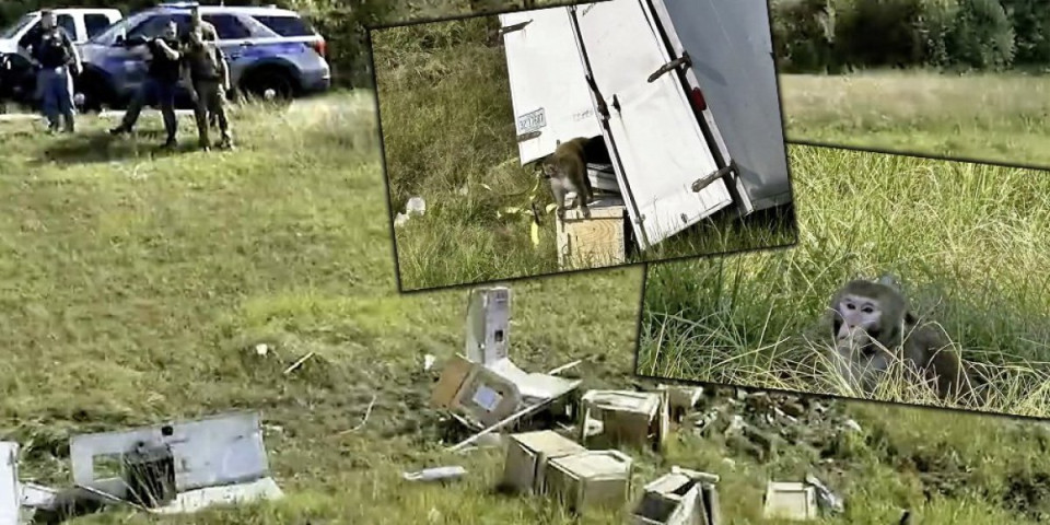 Hit snimak! Majmuni na slobodi: Prevrnuo se kamion pun agresivnih i zaraženih životinja - šerif tvrdi da nije šala (VIDEO)