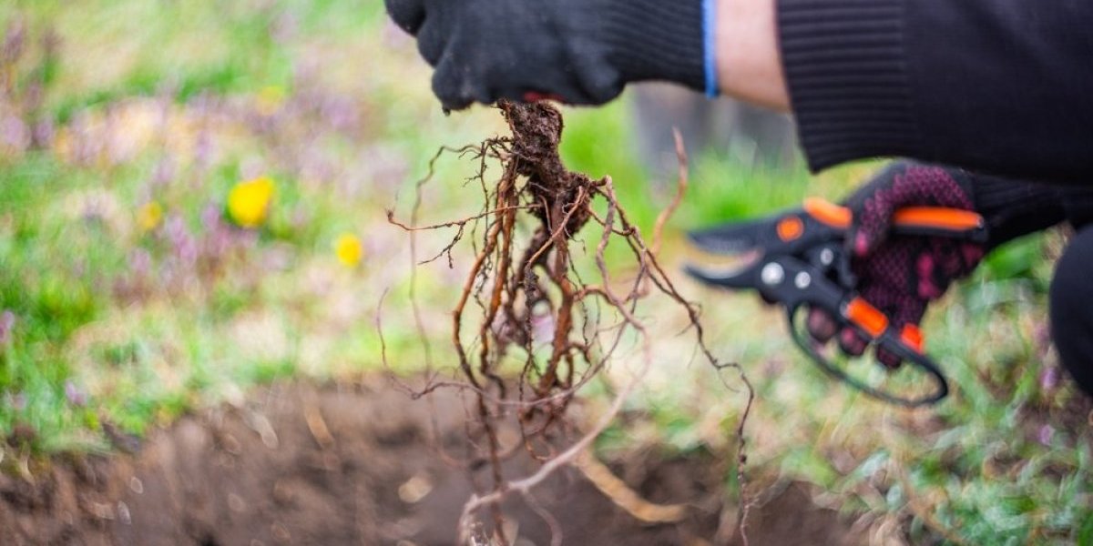Tajne uspešnih voćnjaka: Šta treba posaditi u novembru da bi odlično rodilo
