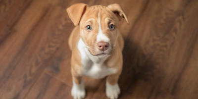 Mala pitbulka Rinkls postala je prava TikTok senzacija nakon što se urnebesno "prepirala" sa svojim vlasnikom, nasmejavajući milione gledalaca širom sveta.