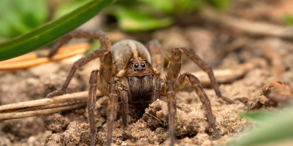 Ova vrsta nije viđena 40 godina: Plen juri po tlu, pa skoče na njega poput vuka (FOTO)