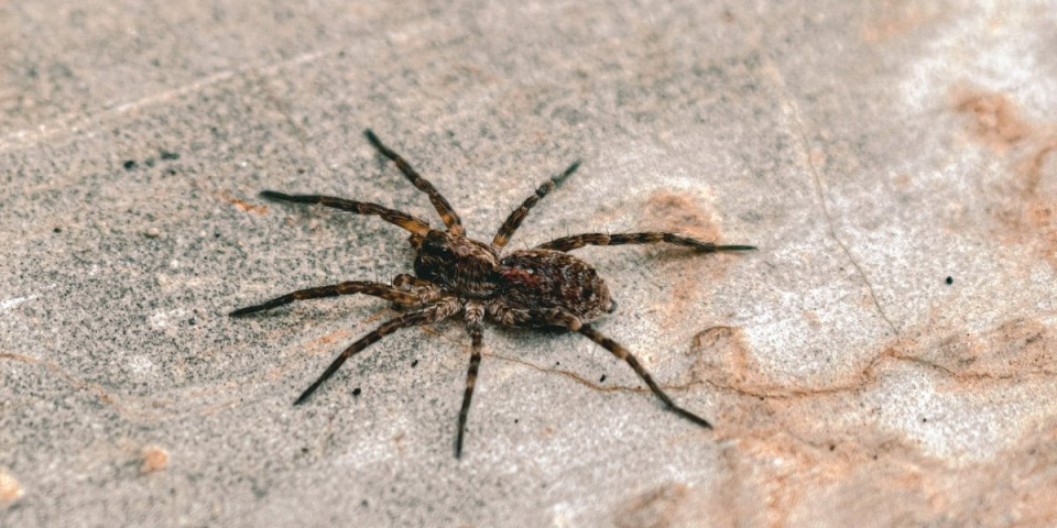 Naučnici ostali zatečeni: Pauk pokazao veštine koje niko nije očekivao