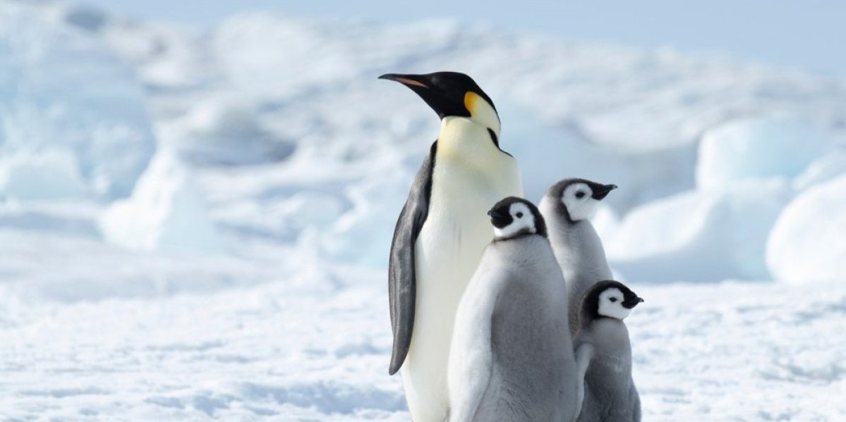 Snimak raznežio internet: Evo kako je pingvin radnici zoološkog vrta izjavio ljubav (VIDEO)