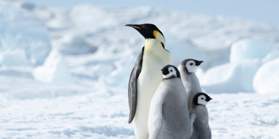 Snimak raznežio internet: Evo kako je pingvin radnici zoološkog vrta izjavio ljubav (VIDEO)