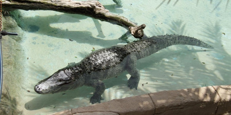 Krokodil uleteo u bazen luksuznog hotela: Gosti nisu znali šta ih je snašlo (VIDEO)