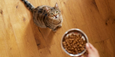 Zato sve više vlasnika pokušava da svojim ljubimicama obezbedi „prirodniji“ način ishrane - sirovim mesom. Stručnjaci su otkrili koja vrsta ishrane je najbezbednija za vašu ljubimicu.