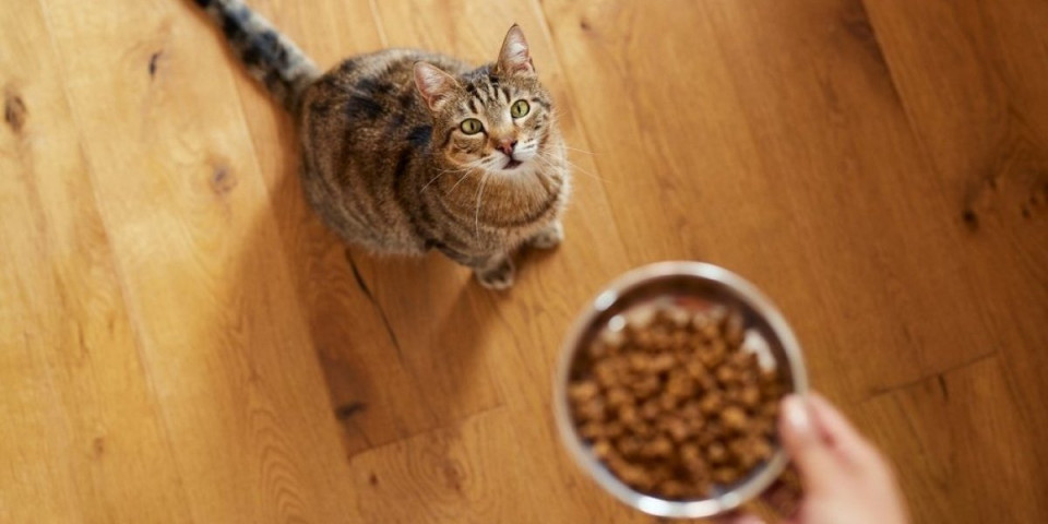 Najbolja ishrana za mačke: Stručnjaci upozoravaju vlasnike - 1 stvar je opasna za vašu ljubimicu