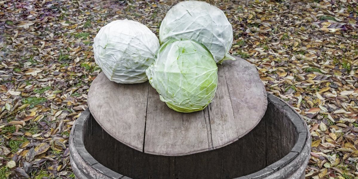 Kupus iz dedine kace: Nije bilo hrskavijeg i ukusnijeg - ovako su naši stari kiselili i birali glavice