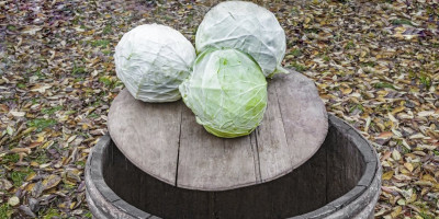 Kiseljenje kupusa na ovaj način nije samo očuvalo tradiciju, već je donelo i bogatstvo ukusa i mirisa koji su ukrasili mnoge trpeze tokom zimskih meseci.