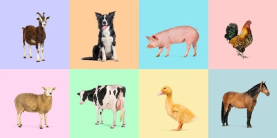 Na popularnom TikTok nalogu @funniest.everyday osvanuo je snimak koji je u rekordnom roku izazvao osmehe širom mreže - glavni protagonist je krava koja deluje kao da razume više od obične životinje.