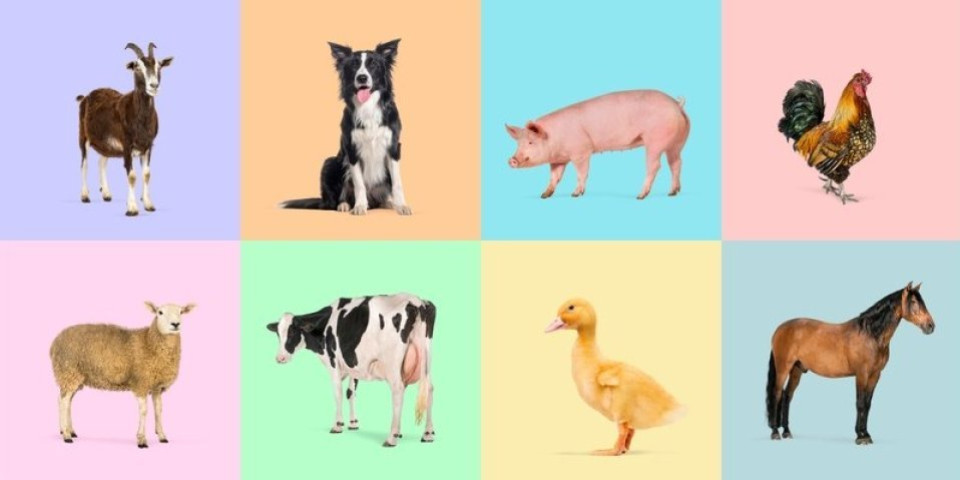 Najneobičniji kućni ljubimac na svetu: Mislite da ste videli sve? Ovaj video će vas razuveriti (VIDEO)