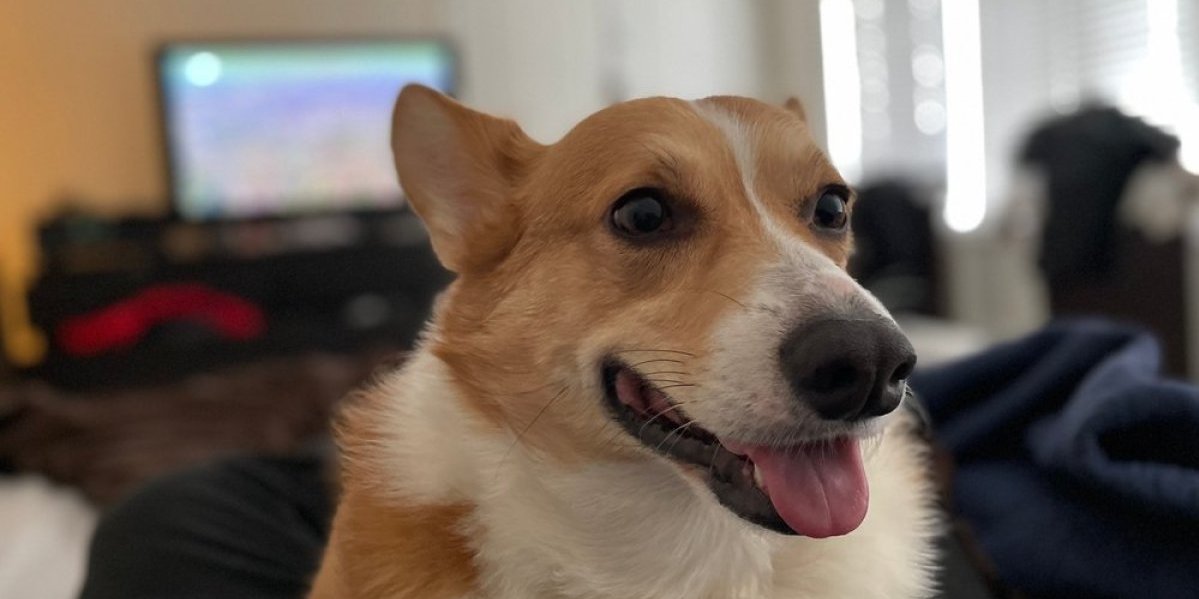 Internet je ponovo dobio svog četvoronožnog miljenika: Stomak će vas zaboleti od smeha - nema dalje (VIDE0)