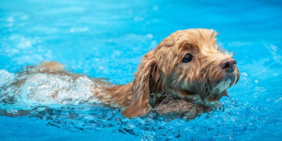 Preslatki pas obožava da pliva, a toliko je zaluđen da je ignorisao čak i omiljenu poslasticu. Ovaj simaptični video je oduševio milione.