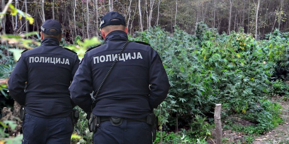 Kod sebe imao pola kilograma marihuane: Uhapšen muškarac u Novom Sadu