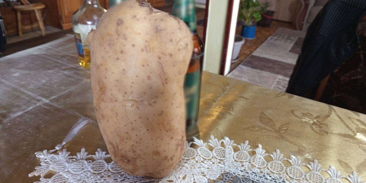 Krompir iz Zoranove Bašte