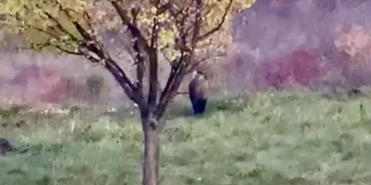 Uzbuna u Novom Pazaru: Divljač juri ka gradu (VIDEO)