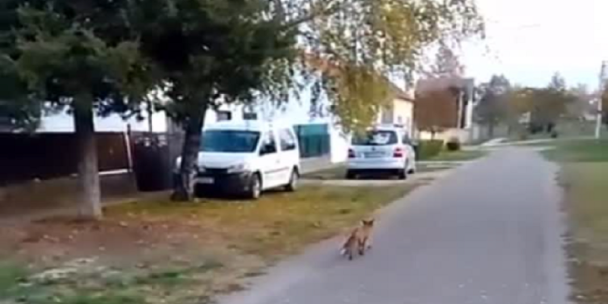 Neobičan prizor na ulici u Šidu: Kažu, nekoliko dana vrzma se po gradu (VIDEO)