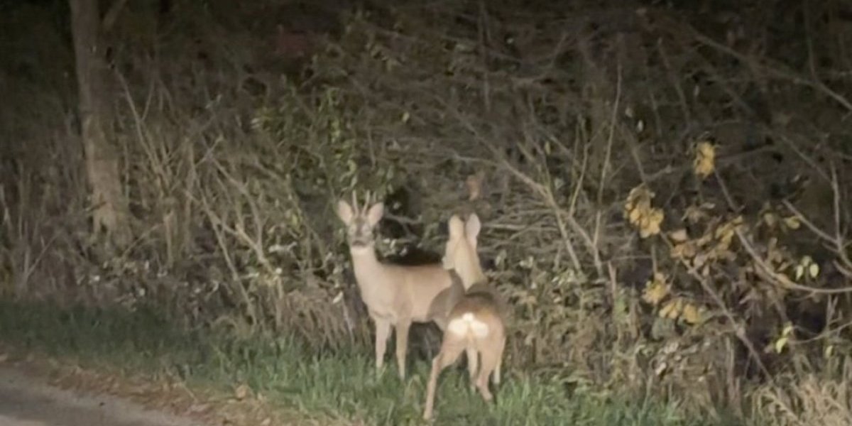 Srne na putu u Koštunićima