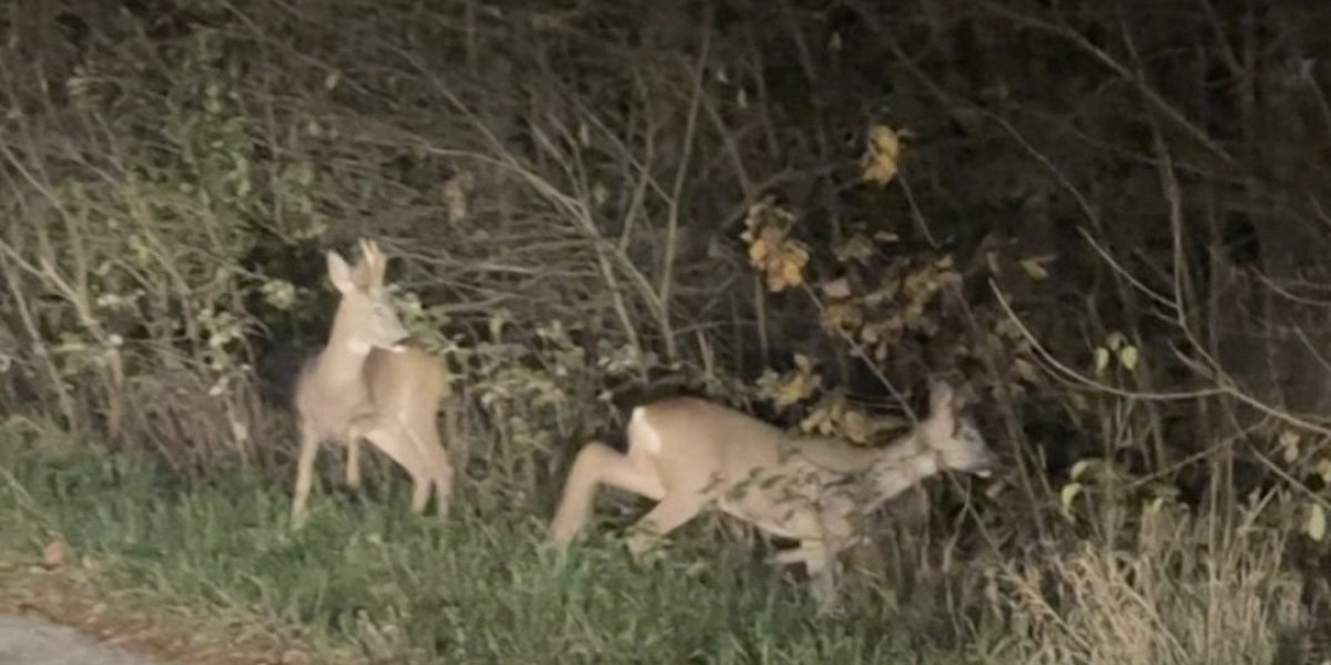 Jovan Nikolić zabeležio prelep prizor