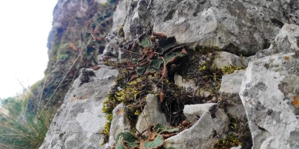 Čudo u klisuri kod Niša! Ove feniks biljke tu su preživele od ledenog doba do današnjih dana