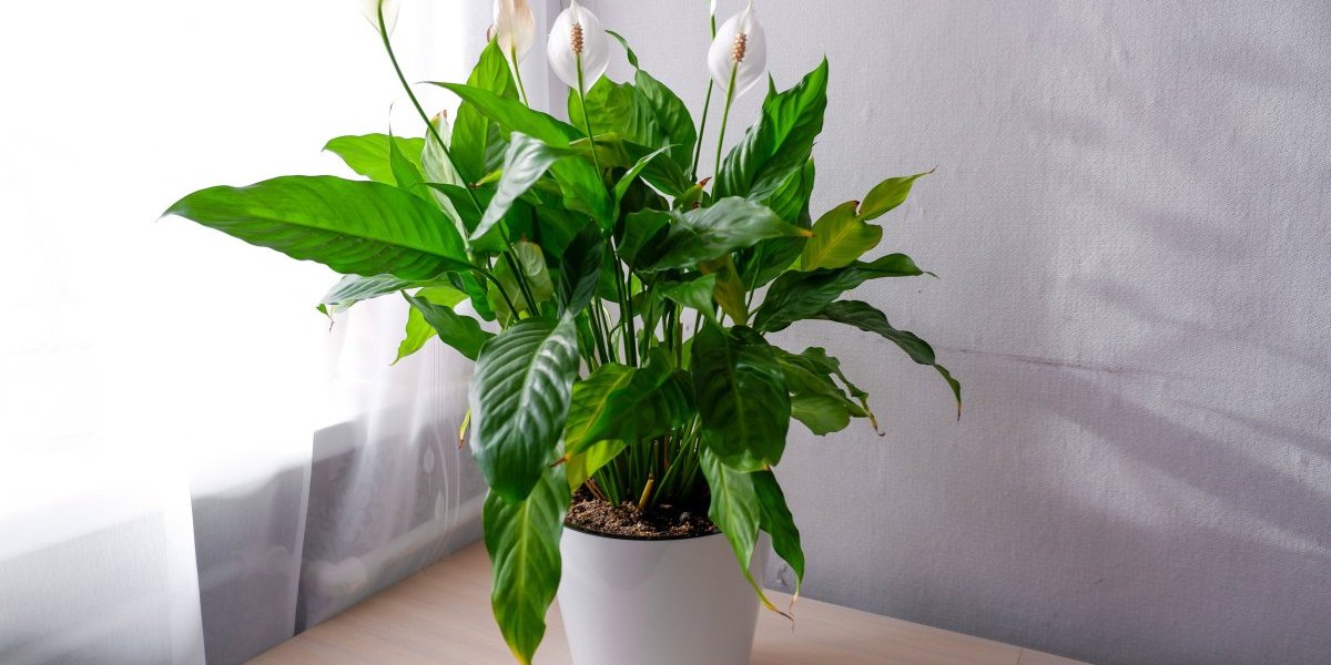 Jedna kašika u saksiju i spatifilum cveta kao nikad pre: Recept koji spašava kada prestanu cvetnice