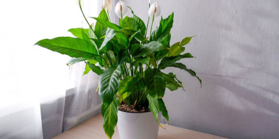 Mnogi ljubitelji sobnog bilja često se suočavaju sa problemom kada njihov Spatifilum prestane da cveta.