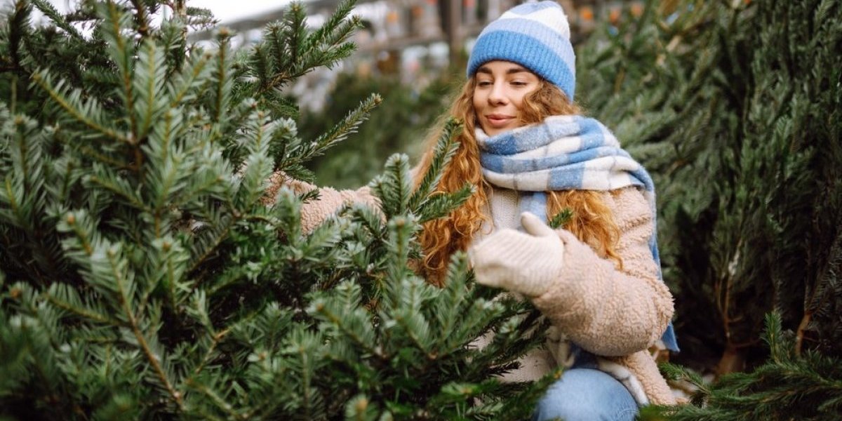 Kako da odaberete prirodni četinar? Nikad lakše do savršene prirodne jelke za Novu godinu