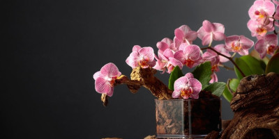 Ukoliko želite da obradujete domaćine nečim što verovatno nećete dobiti od drugih i što će ih uvek podsećati na  vas, odličan izbor je cveće moćne simbolike.