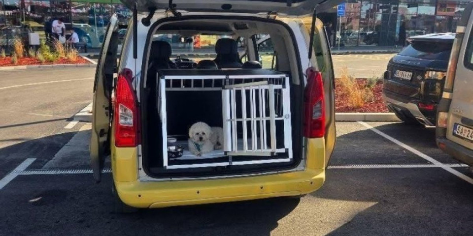 E, ovo još nismo imali: Taksi za kučiće i mačke - evo i cenovnika