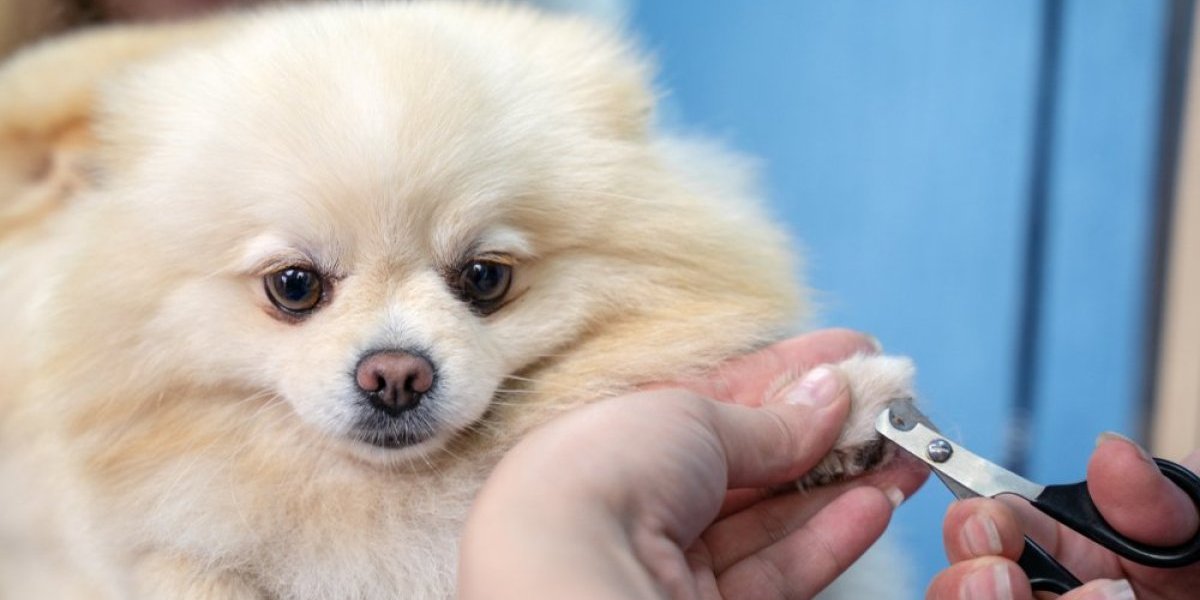 Snimak obišao planetu: Kućni ljubimci na minikiru - suze će vam krenuti od smeha (VIDEO)