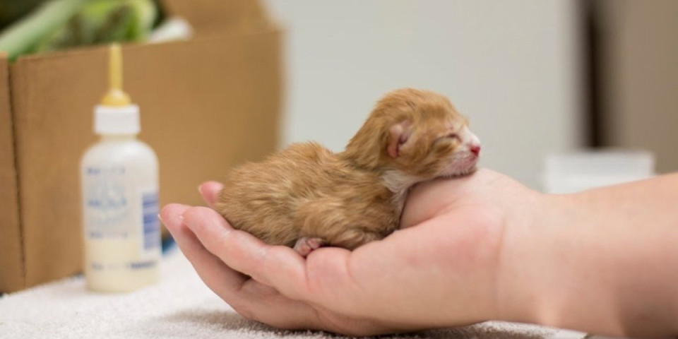 Mače rođeno sa jednim okom: Snimak zapalio mreže, izgleda poput vanzemaljca (VIDEO)