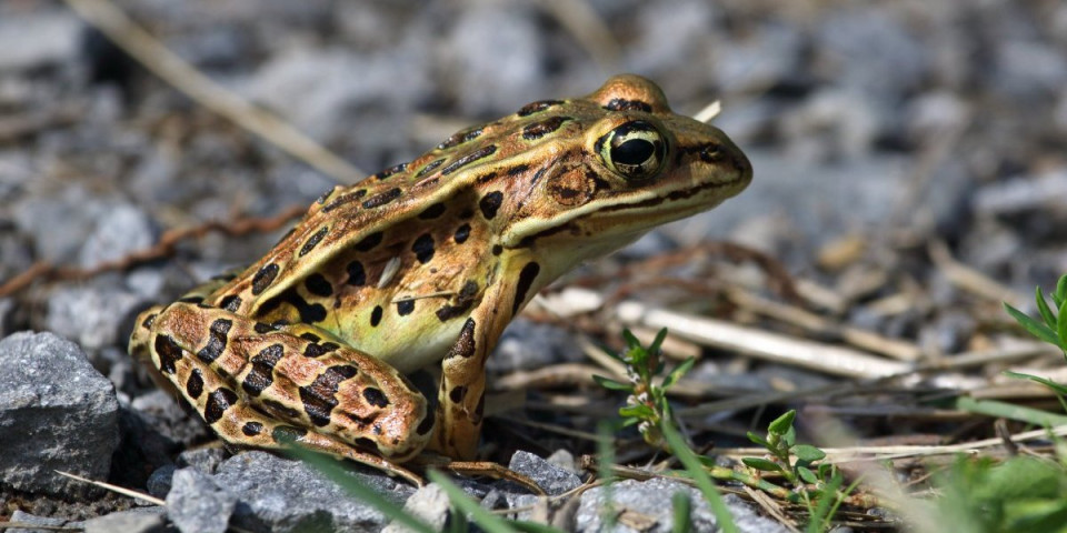 Otkrivena nova vrsta žabe: Nećete verovati po čemu je nazvana