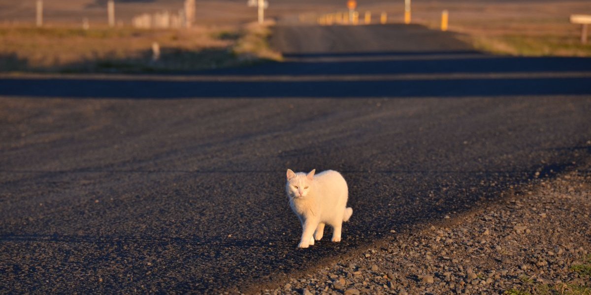 Evo šta znači kada vam bela mačka pređe put: Jedan znak ne smete da zanemarite