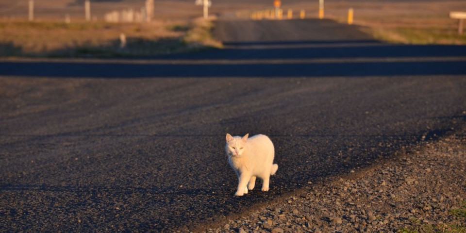 Evo šta znači kada vam bela mačka pređe put: Jedan znak ne smete da zanemarite