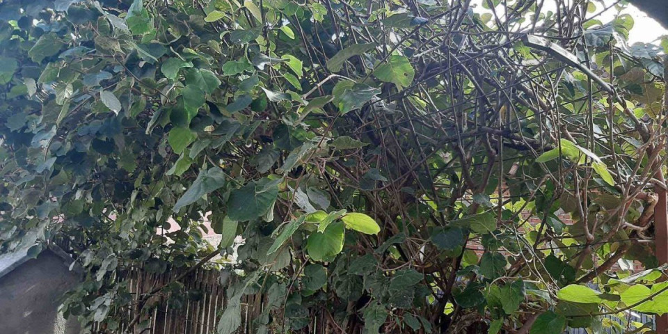 Ovome se niko nije nadao: Pogledajte šta je rodilo usred Srbije (FOTO)