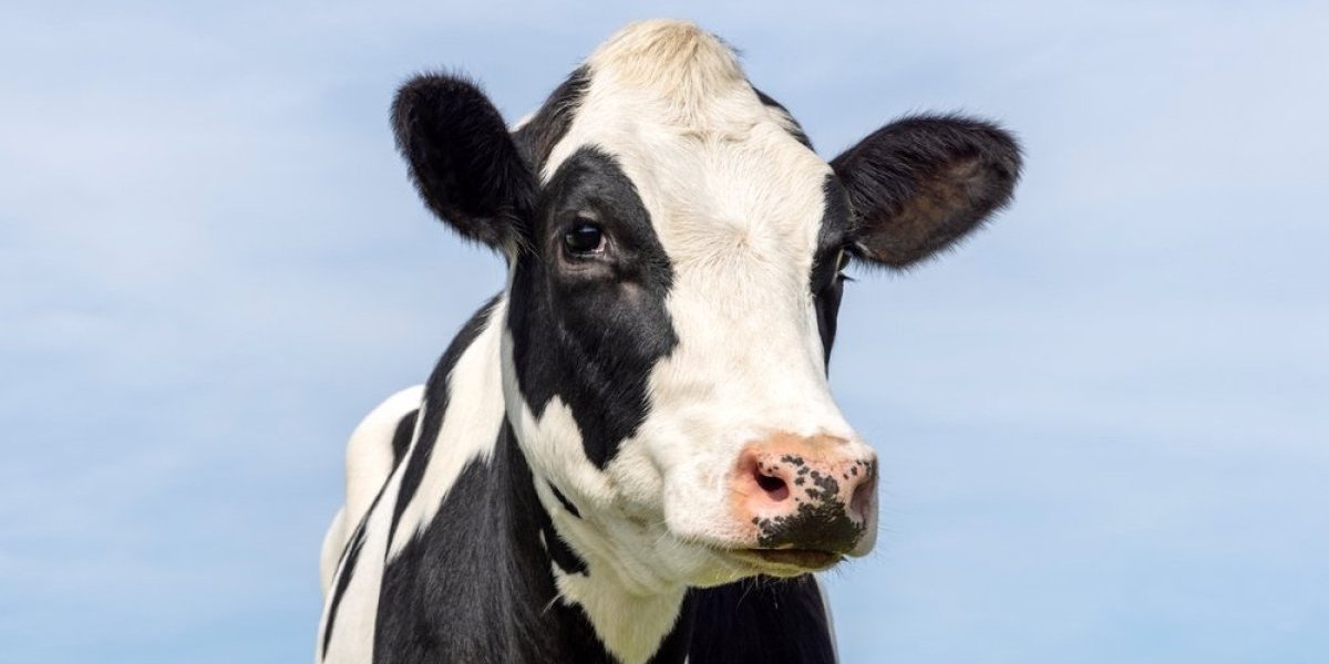 Gde su krave?! Brod misteriozno nestao sa radara - Preti vandredno stanje, situacija je alarmantna