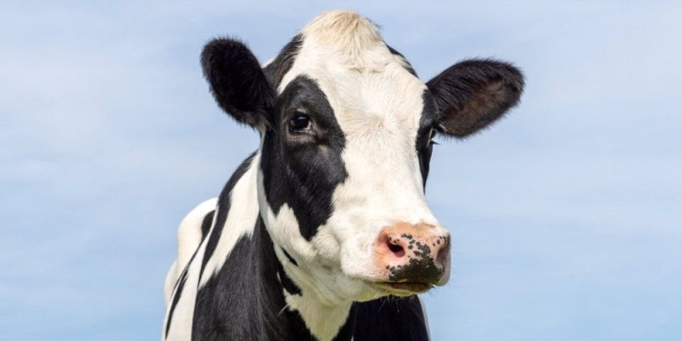Ovu kafu će vam skuvati krava: Brus upao u kuću da "pomogne"  vlasniku, pa osvojio mreže (VIDEO)