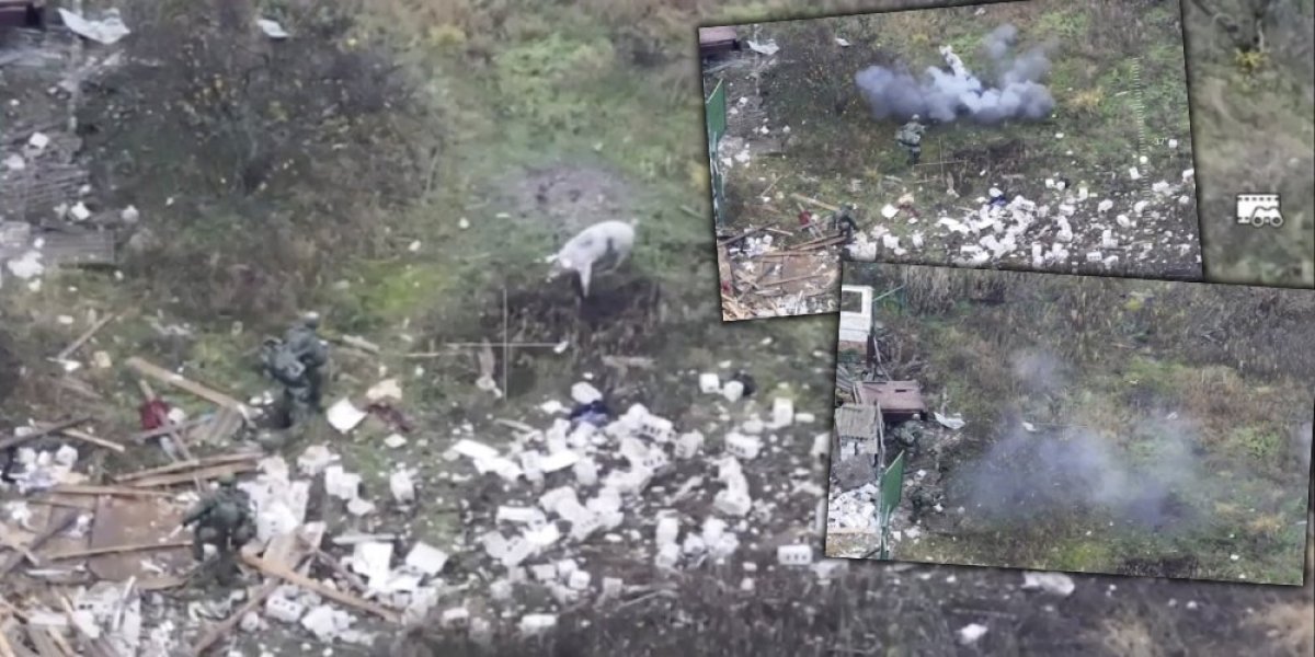 (VIDEO) Svinja heroj se žrtvovala i spasila ruske vojnike - potresan snimak iz Ukrajine deli cela planeta, ovako nešto dosad nije viđeno