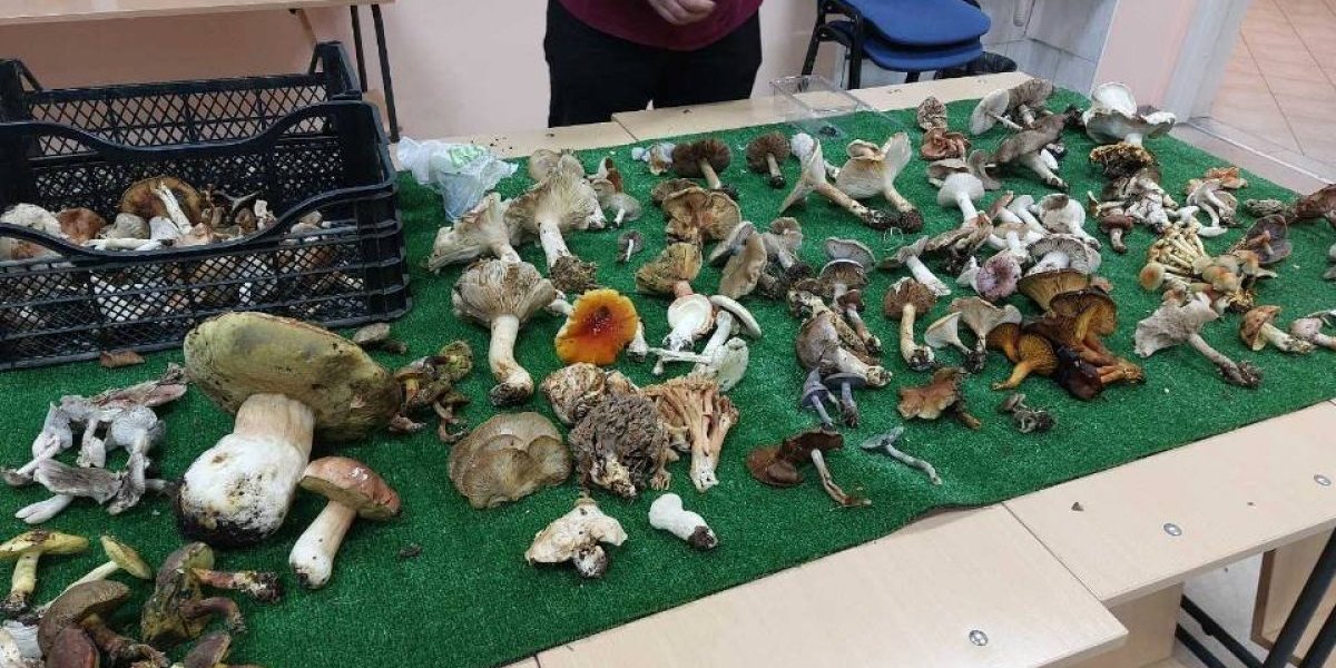 Izloženo više od 50 primeraka 