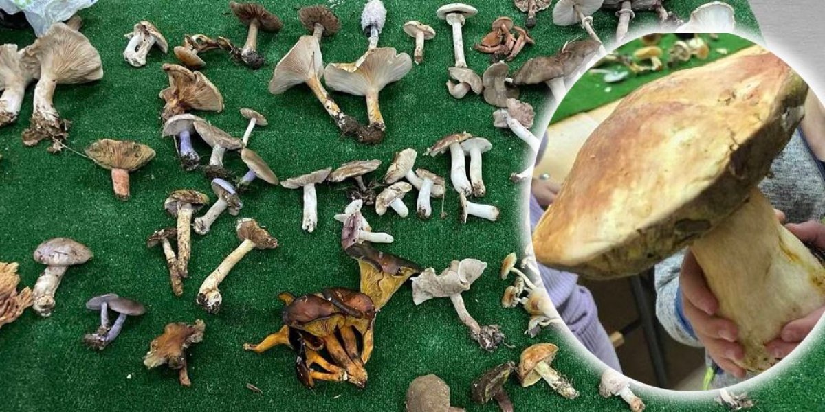 Šta se ovo dešava: U šumama oko Niša pečurke teže od kila (VIDEO)