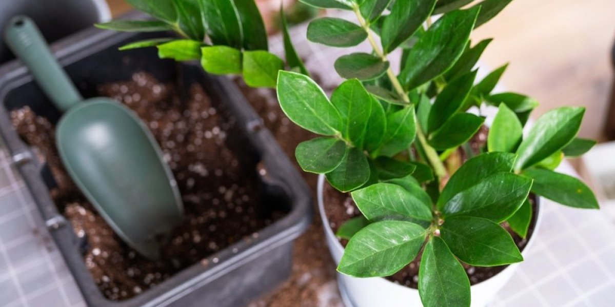 Novac će pljuštati kao kiša: Stavite zamiju samo na ovo mesto u kući i stiže luksuz