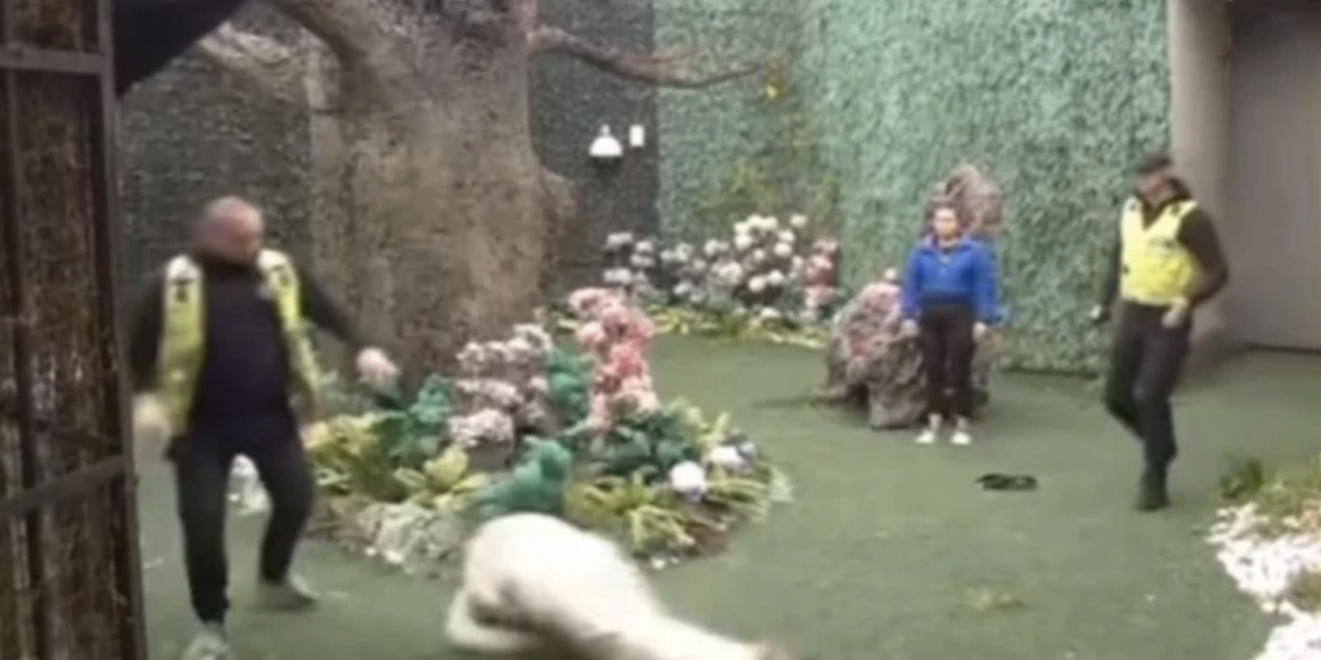 Pokušaj bekstva u "Eliti": Rijaliti učesnik pao kao kruška (VIDEO)