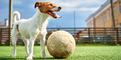 Dva razigrana psa i jedna tvrdoglava ćurka pretvorili su dvorište u teren za "fudbal", a snimak njihovog ludog jurenja lopte nasmejao je ceo internet.