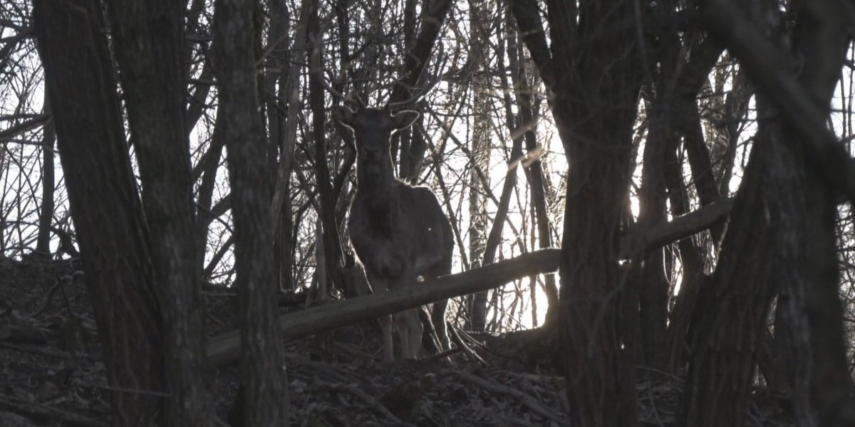 Dušan je najčudniji farmer u Šumadiji: Umesto svinja, ovaca i goveda, on brine o njima