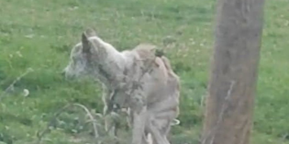 Sekirom ga udario po glavi: Bezdušniku sledi krivična prijava