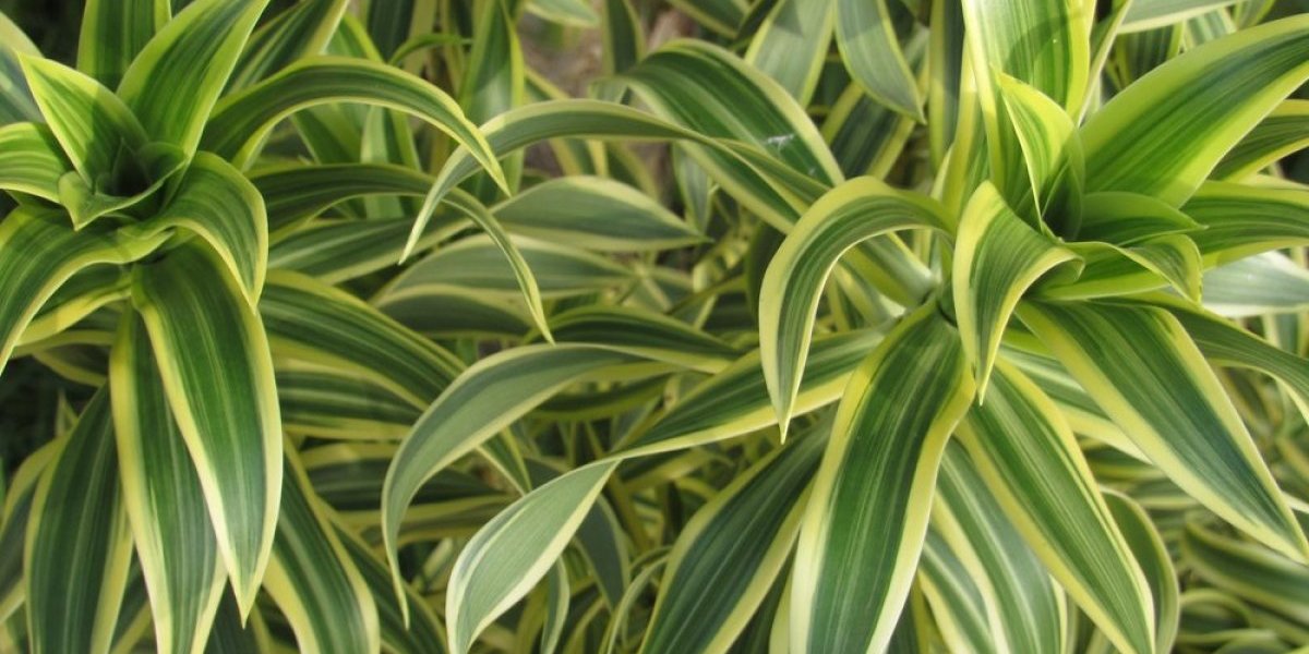 Sobna biljka koja se lako neguje: Odlično podnosi zanemarivanje i raste kad sve druge uvenu