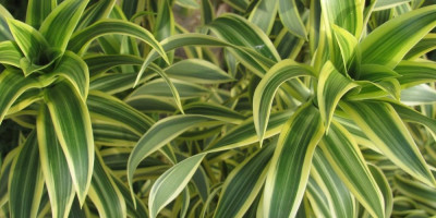 Ako želite biljku koja će oplemeniti vaš prostor, a pritom ne traži posebnu negu, drvo života je odličan izbor. Ova elegantna i izdržljiva biljka savršeno se uklapa u stanove, kancelarije i prostore sa slabijom ventilacijom.