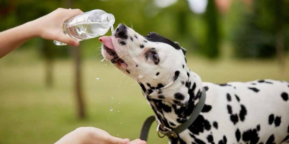 Neobični ritual psa Kupera osvojio internet: Nećete verovati kako pije vodu - pravi je gospodin (VIDEO)