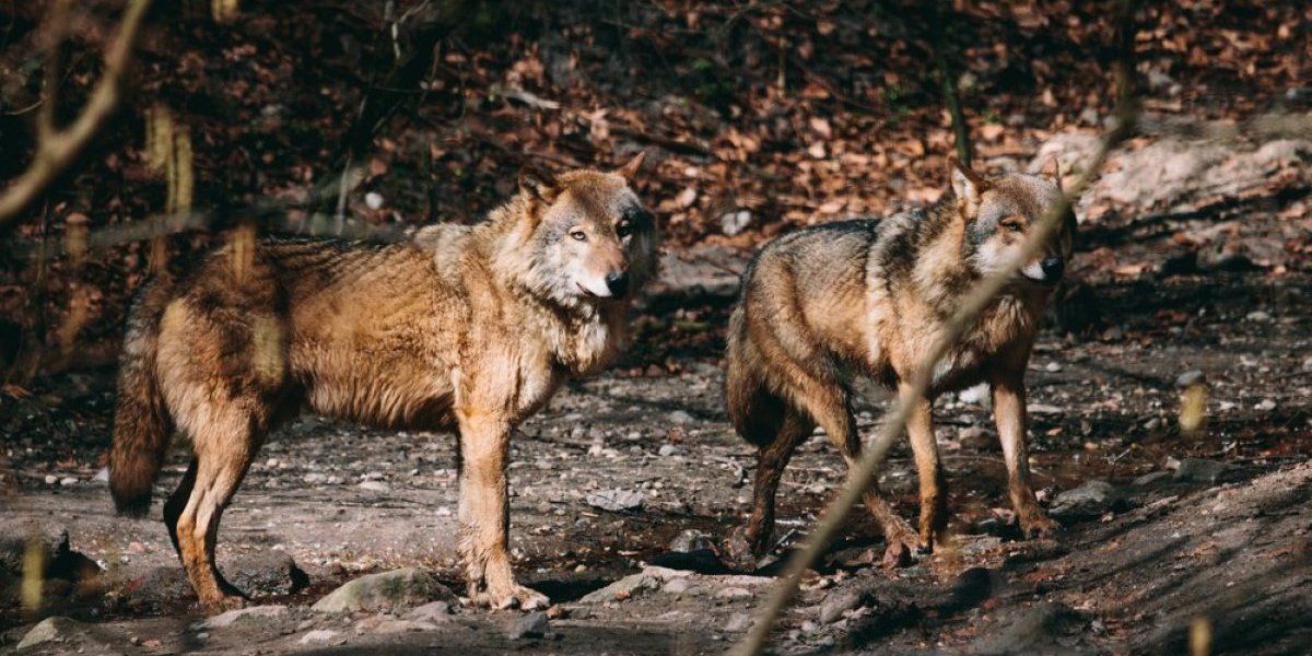 Krvoločne zveri opsedaju omiljeno srpsko letovalište: Čopori lutaju širom područja...