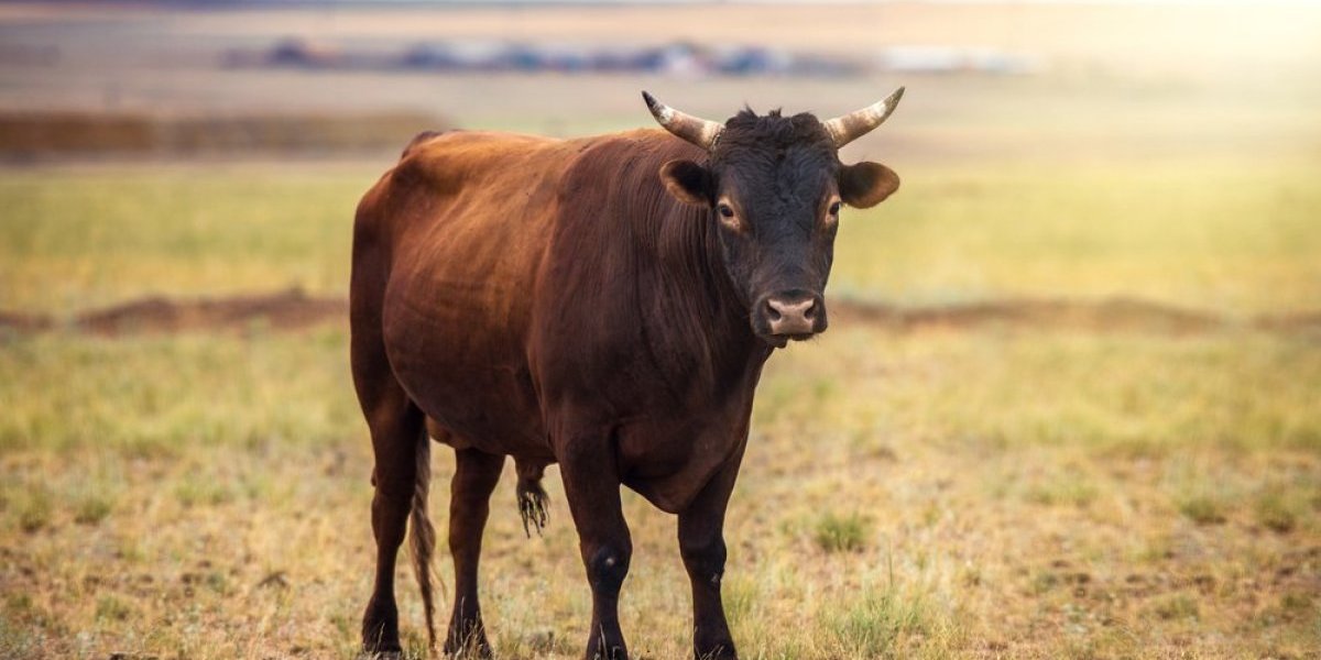 Prodat jedan od najskupljih bikova na svetu: Košta kao stan u Beogradu - zavrteće vam se u glavi od cene